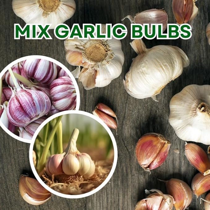 1 Pound Random Hardneck Garlic Bulbs for Planting, Fresh High-Yield Hardy Garlic for Garden or Container Growing