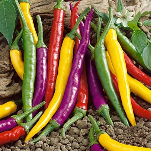 Seeds Vegetable Ornamental Chili Pepper Mix Decorative Rainbow Plant - 30 Seeds