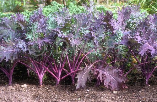 Kale Red Russian Great Heirloom Vegetable by Seed Kingdom BULK1 Lb Seeds