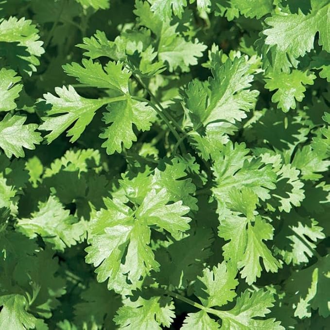 Park Seed Easy DIY Planting Sow Effortless Collection Seed Discs, Organic Cilantro, (Set of 3)