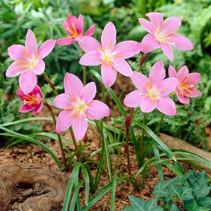 Votaniki Zephyranthes Robustus Bulbs - Long Lasting Blooms, Perennial Rain Lily Bulk & Wholesale Bulbs for Planting | Easy to Grow and Low Maintenance (50 Pack)