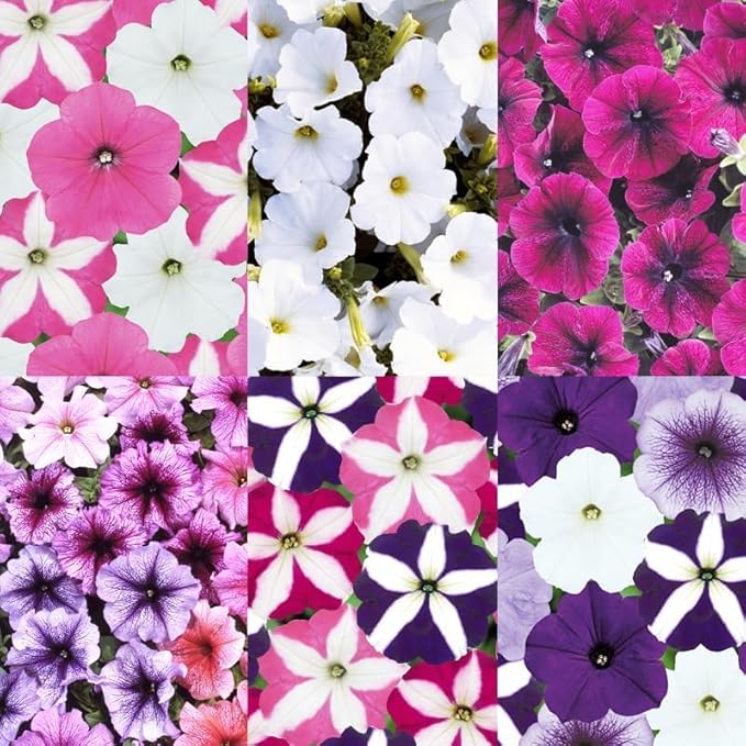 300+ Annual Petunia Flower Seeds for Planting-Easy Wave Series Petunia Garden Seeds Non-GMO Heirloom