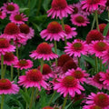 100PCS Pink Cute Coneflower Seeds Echinacea Purpurea Non-GMO Perennial Flower Seeds Heirloom