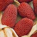NIKA SEEDS - Seeds Vegetable Ornamental Corn Red - 10 Seeds