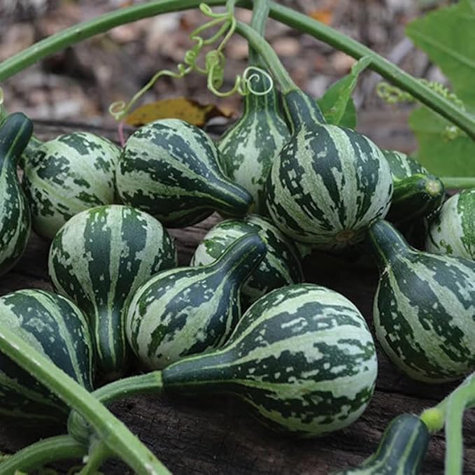 40 Spinning Gourd Seeds; Tennessee Dancing Gourd