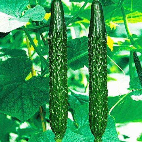 CEMEHA SEEDS - Seeds Cucumber Burpless Chinese Miracle Giant Long Rare Pickling Non GMO Vegetable for Planting