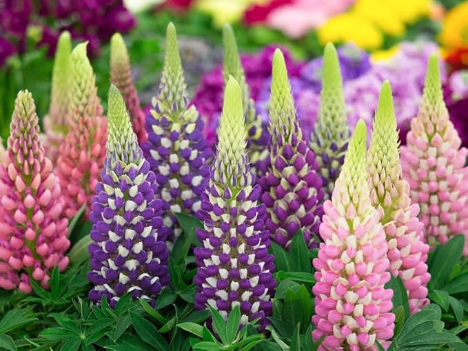 25 Russell Lupine Mixed Seeds - Colorful Perennial Wildflowers