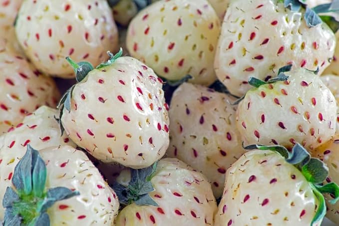 Vegetable Garden Seeds for Planting - Grow Heirloom Vegetables (White Strawberry)