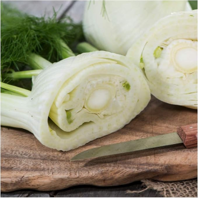 Seed Needs Florence Fennel Seeds for Planting - Non-GMO Heirloom & Untreated - Culinary & Medicinal Herb to Plant an Indoor/Outdoor Home Grown Garden (1 Pack)