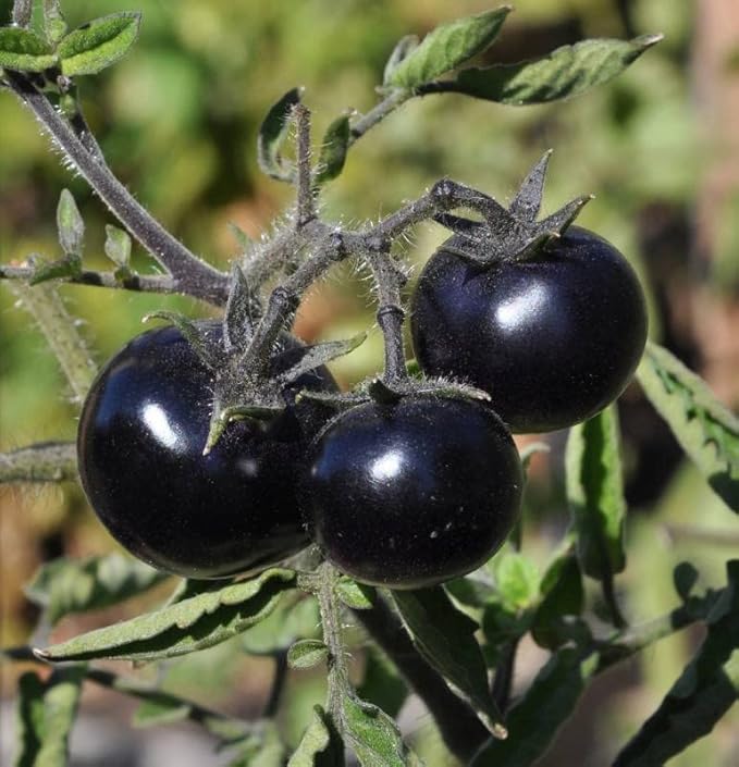 50+ Seeds Cherry Tomato Indigo Rose Large - Vegetable Blue