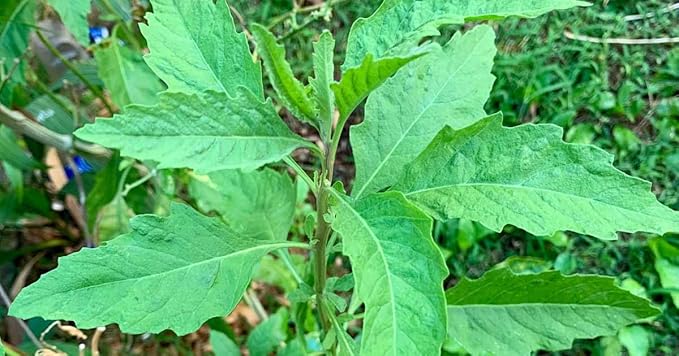 Live Epazote Plant/Mexican Tea. Year's Supply. Family Pack. Helps Immunity, Digestion, Metabolism. Flavorful, Pungent, Fresh, Edible. Easy Grow. Indoor/Outdoor. (2 Epazote in Sac)