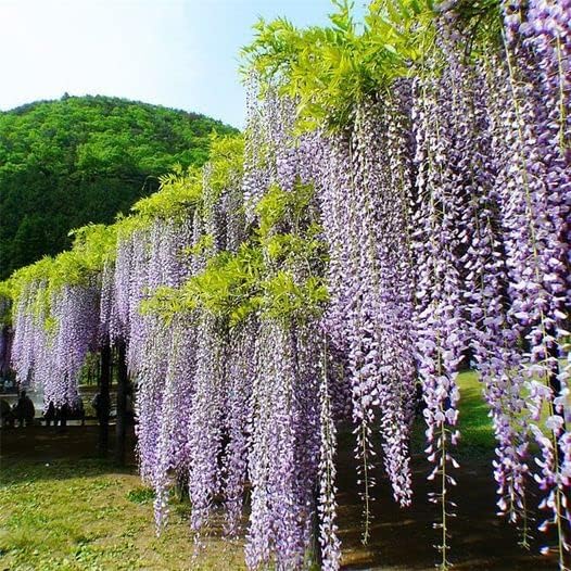 10pcs Japanese Wisteria Floribunda Flower Seeds - Lavender Purple Ornamental Vine Climber