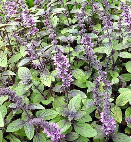50 Blue Spice Basil Seeds Herb Heirloom Non-GMO Fragrant Rare Fragrant Great for Tea, Salads and Savory Dishes, Ocimum americanum, Grown in USA