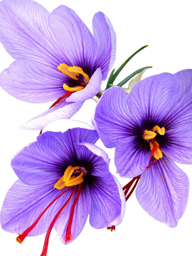 Votaniki Saffron Crocus Bulbs - Long Lasting, Enhance Garden with Exquisite Flavor | Harvest Spice at Home - Low Maintenance & Easy to Grow - Autumn Bloomers (100 Pack)