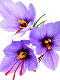Votaniki Saffron Crocus Bulbs - Long Lasting, Enhance Garden with Exquisite Flavor | Harvest Spice at Home - Low Maintenance & Easy to Grow - Autumn Bloomers (10 Pack)