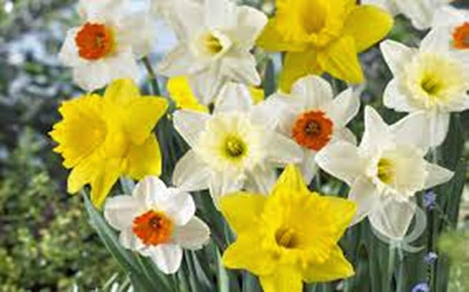 Daffodil, Bulb (20 Pack), Trumpet Mix, Perennial Daffodils, Bulbs, Stunning Bright Flowers