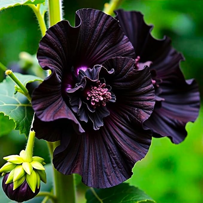 Seeds Black Hollyhock Double 30 Seeds for Planting Flowers Perennial Plant