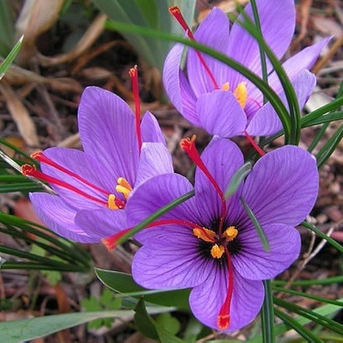 Votaniki Saffron Crocus Bulbs - Long Lasting, Enhance Garden with Exquisite Flavor | Harvest Spice at Home - Low Maintenance & Easy to Grow - Autumn Bloomers (10 Pack)