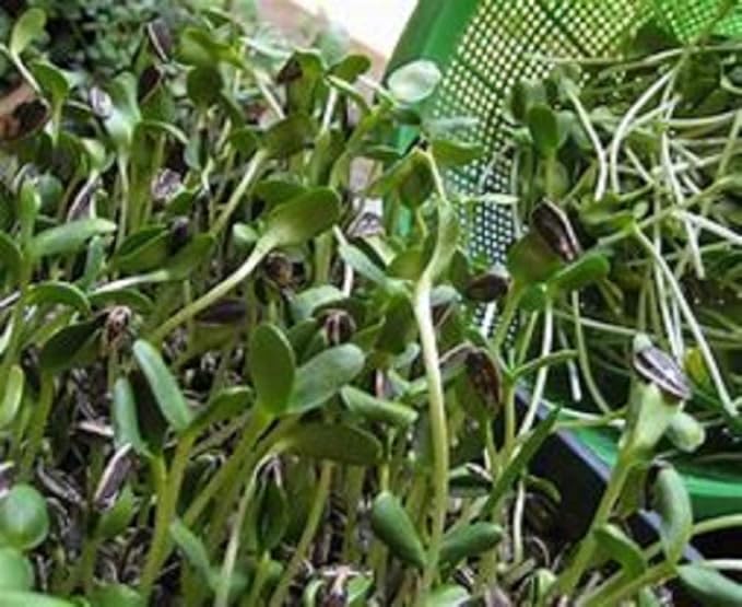 Sunflower Sprouting Seed, Non GMO -4 oz - Country Creek Acre Brand - Sunflower Seed for Sprouts, Garden Planting, Cooking, Soup, Emergency Food Storage, Gardening, Juicing, Cover Crop