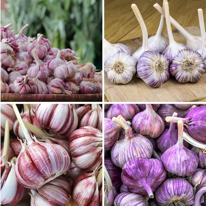 1 Pound Purple Stripe Hardneck Garlic Bulbs for Planting, Fresh High-Yield Hardy Garlic for Garden or Container Growing