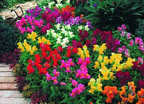 KIRA SEEDS - Seeds Dwarf Low Snapdragon Mix - Annual Flowers for Planting - GMO Free
