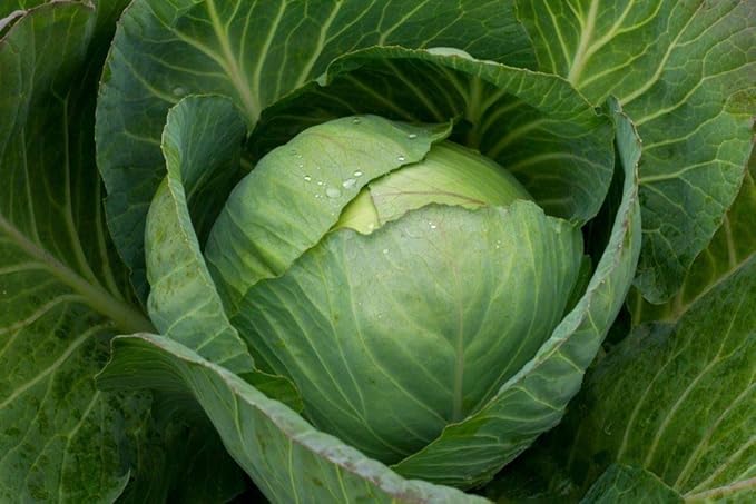 Seeds Vegetable Cabbage Green Late - 100 Seeds