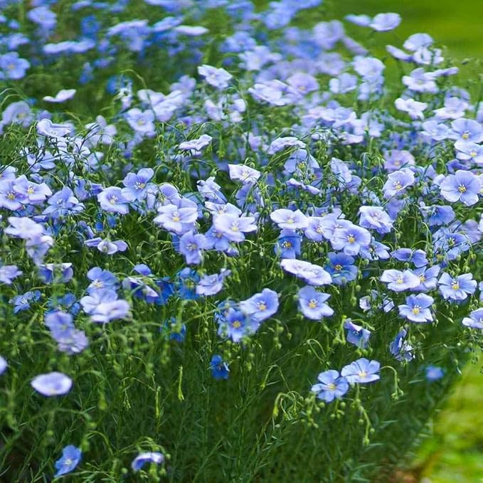Outsidepride Blue Flax Seeds - 5 lbs Perennial Flower Seeds for Planting, Self-Seeding, Drought-Tolerant w/Compact Growth, Ideal for Small Gardens, Meadows, Borders, or Mass Plantings