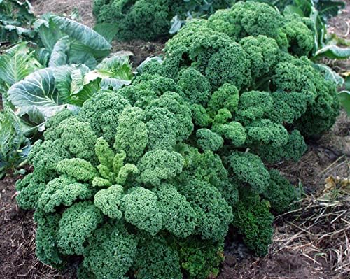 300+ Seeds Kale Bush Dinosaur Giant Cabbage - Vegetable Green