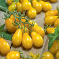 600 Yellow PEAR Tomato Lycopersicon Lycopersicum Fruit Vegetable Seeds