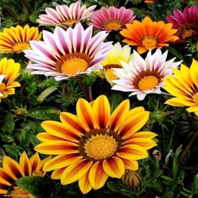 Seeds Treasure Flower Mix African Daisy Gazania Perennial Flowers