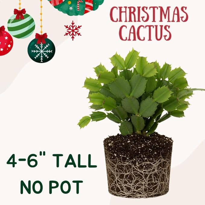 Red Christmas Cactus Plants Live, Size 3-6" Christmas Cactus Plant, Colorful Holiday Houseplant Flowering Succulent Live Plants for Planting, Well Rooted, No Pot