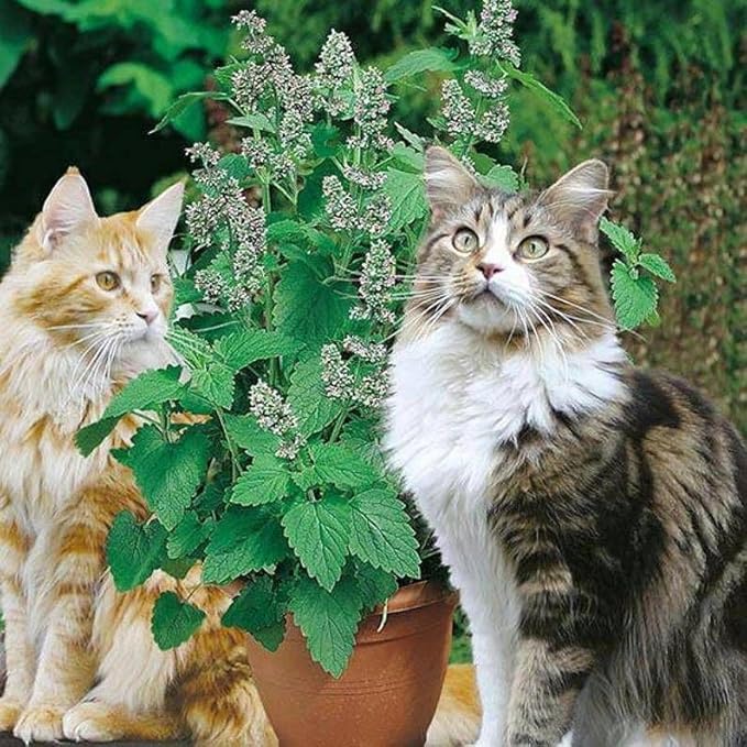 KIRA SEEDS - Seeds Catmint for Cats - Catnip - Heirloom Herb - GMO Free