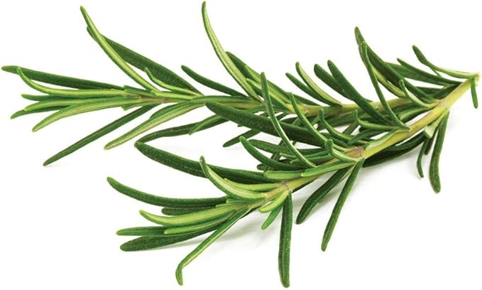 Gaea's Blessing Seeds - Rosemary Seeds - Heirloom Non-GMO Seeds with Easy to Follow Instructions 97% Germination Rate (Pack of 3)