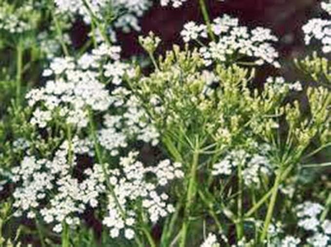 Caraway Seeds, Herb, 50+ Seeds, Non GMO, You Can Use Seeds, Plant and Roots on This Herb