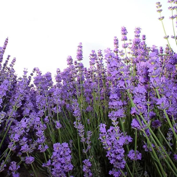 10,000 Lavender Seeds - Non-GMO Heirloom, High Germination Perennial Herb, Fragrant Purple Blooms, Pollinator Friendly for Indoor & Outdoor Planting