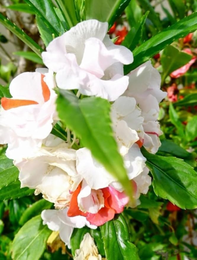 100PCS Double Camelia Impatiens Seeds Mixed Color Balsamina Impatiens Flower Shade Garden Seeds Bee Butterflies