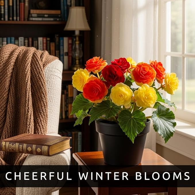 Grow Cheerful Indoor Begonia Flowers – 3 Healthy Tuberous Bulbs for Beautiful Color Year-Round – Brighten Winter Months on Windowsills, Desks, and Indoor Spaces