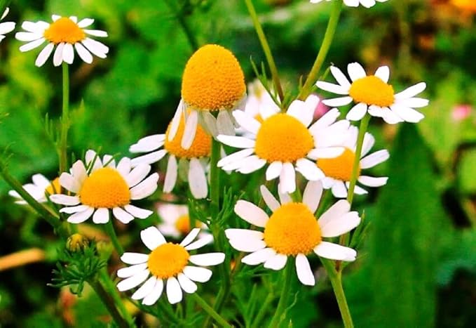 Seeds German Chamomile - Matricaria chamomilla - 2500 Seeds Heirloom Herbs - GMO Free