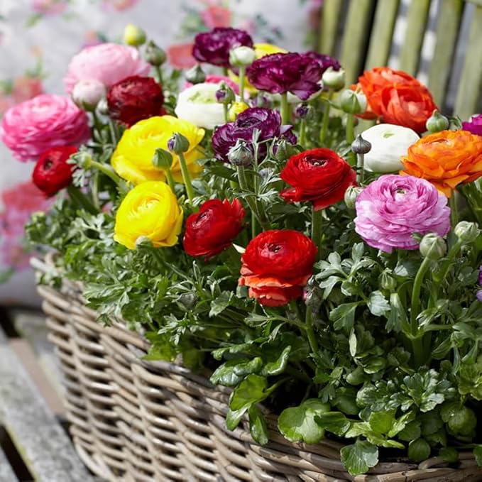 Pack 25 Ranunculus Bulbs for Planting, Mix Ranunculus Corms, Butterfly Ranunculus Flowers Bulbs to Grow, Peony Buttercup Ranunculus