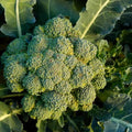 1000 Waltham 29 Broccoli Seeds | Non GMO Heirloom Green Sprouting USA Garden Vegetable Seed Broccolini Rabe Calabrese