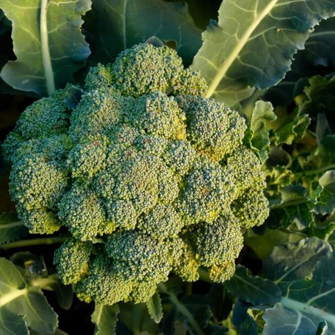 1000 Waltham 29 Broccoli Seeds | Non GMO Heirloom Green Sprouting USA Garden Vegetable Seed Broccolini Rabe Calabrese