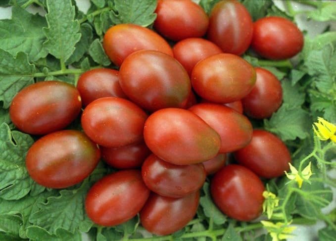 NIKA SEEDS - Seeds Vegetable Black De Barao Tomato - 40 Seeds