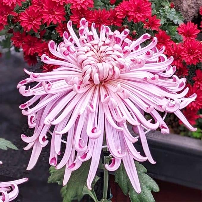 120Pcs Chrysanthemum Seeds for Planting-Non-GMO Heirloom Plant Seeds Garden Outdoor
