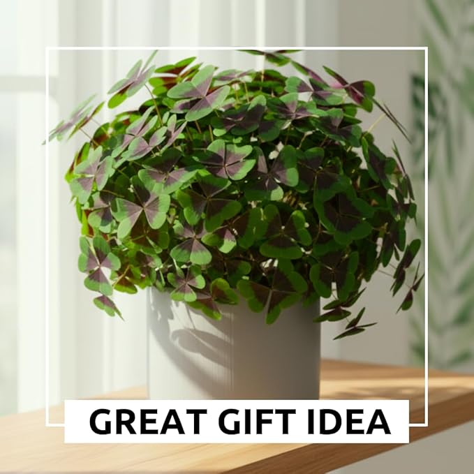 Iron Cross Shamrock Bulbs for Planting - Fast Growing Year Round Color Indoors or Outdoors - Oxalis Shamrock Bulbs for Good Luck (5 Bulbs)