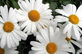 Non GMO Bulk Shasta Daisy Flower Seeds Chrysanthemum Maximum (1/4 Lb)