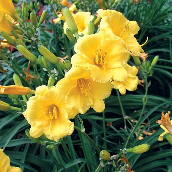 Set 10 Golden Yellow Daylily Bulbs for Planting, Hardy Perennial Lily Roots for Colorful Summer Blooms