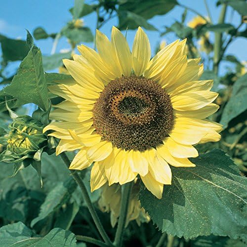 Burpee Lemon Queen Organic Sunflower Seeds 50 seeds