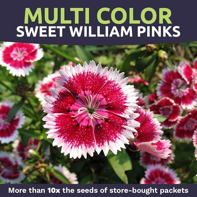Sweet William Seeds – Mixed Pink Colors – Extra Large Packet – Over 120,000 Open Pollinated Non-GMO Flower Seeds – Dianthus barbatus