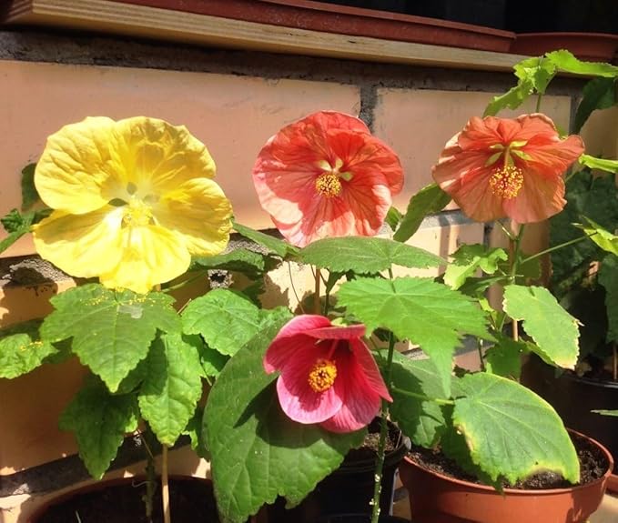 SeedsUP - 50+ Seeds Abutilon (Indian Mallow Flowering Maple) - Flower Mix