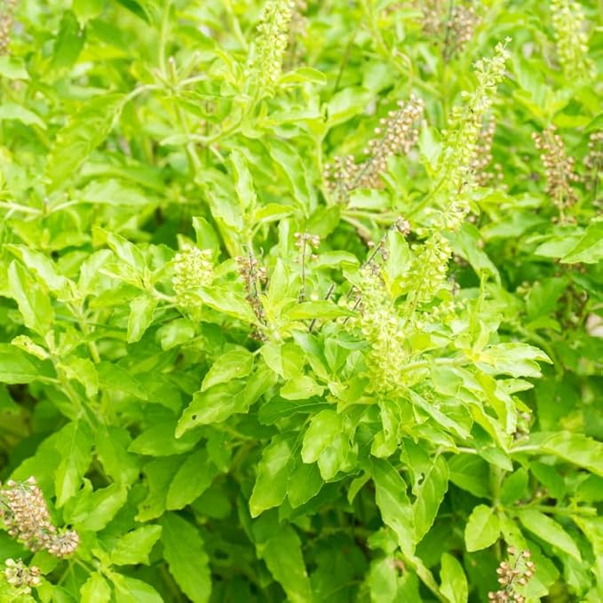 2 Pots Tulsi Holy Basil Live Plants, 4 Inch Pot, 6 to 8 Inc Heirloom Basil Herb Live Plants, Herb Potted Perennial Seedlings